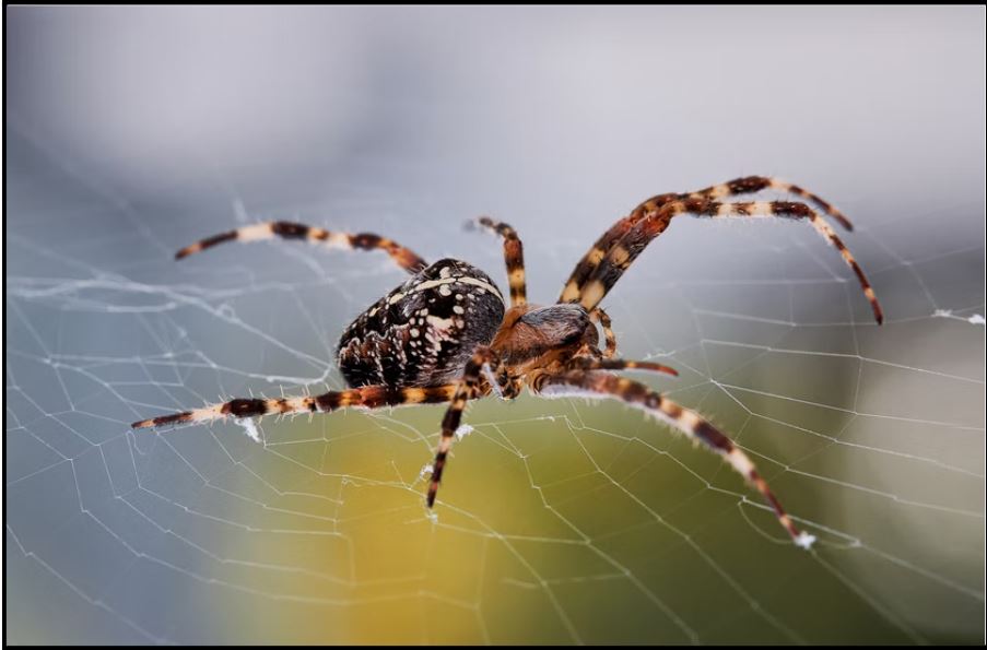 World's Strongest Spider Web: Invasive Joro Spider Facts