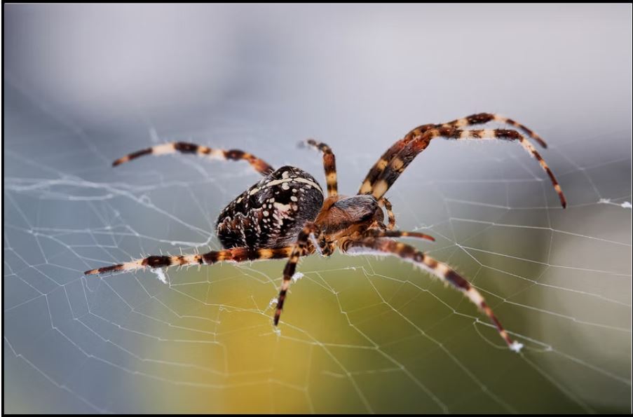 Joro spiders spreading in Eastern US, could be in New York 'next year,'  scientists suggest