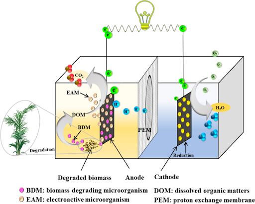 Source: https://bioresourcesbioprocessing.springeropen.com/articles/10.1186/s40643-021-00365-7